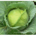 HC39 Lilun Oblateness dark green F1 hybrid cabbage seeds